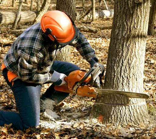 Tree Removal in Carle Place, NY